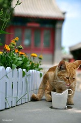 小猫喝水图