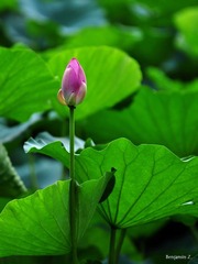 莲叶似罗裙