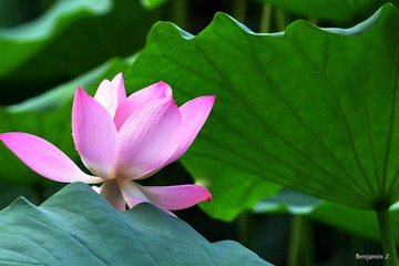 欲向荷花语