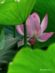 红粉几条痕