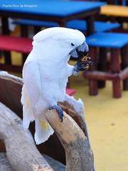 parrot