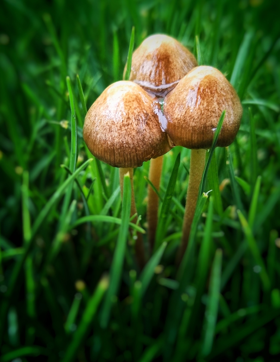 春雨过后的小蘑菇