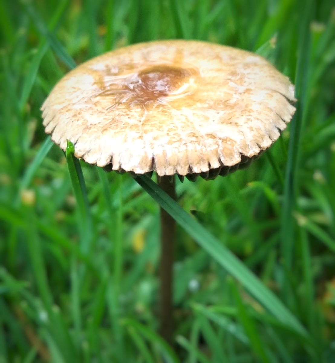 春雨过后的小蘑菇. - 马曙光 - 图虫