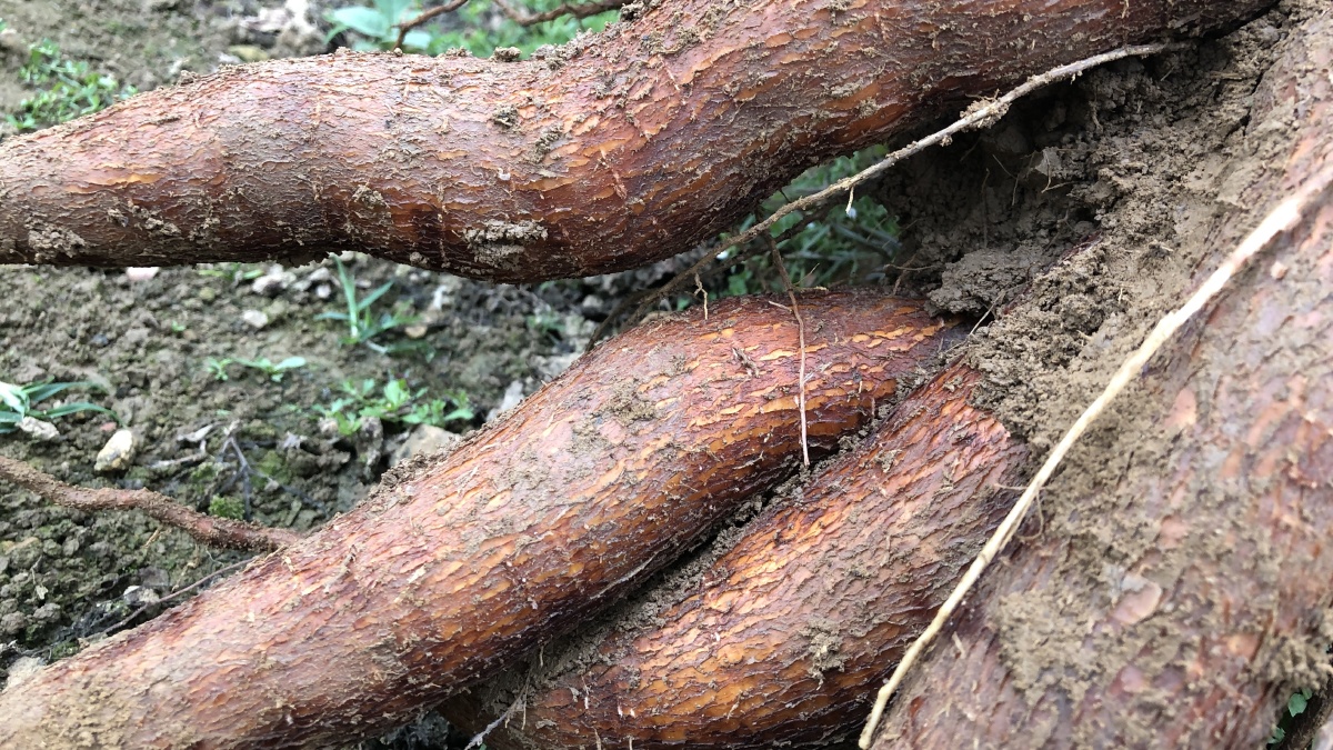 植物记·苦木薯