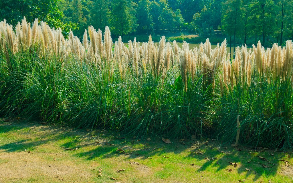 风光，色彩，纪实，街拍，抓拍，植物，蒲苇，户外，湿地，公园，湖边，河边，树木，树林，生态，景观，自然，日光，晴天，安静，休闲