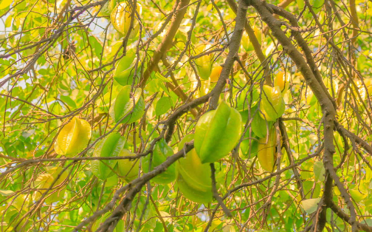 树木,树林,树枝,水果,果实,杨桃,日光,户外,秋天,晴天,环境,生态,公园