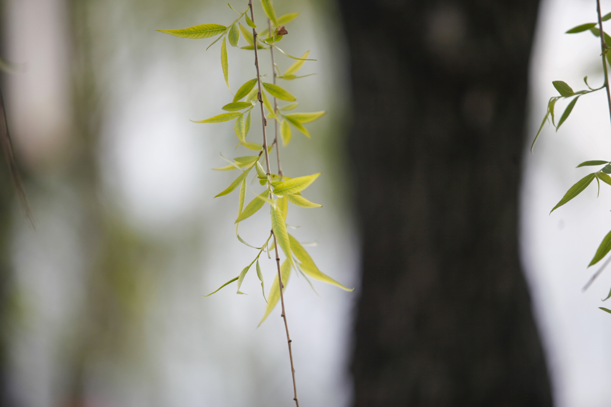 柳叶翩翩 - 陈显路 - 图虫