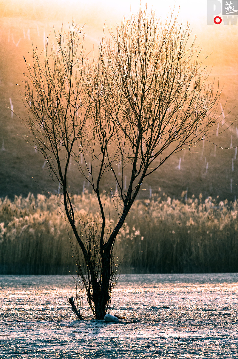 河床中的树迎接冬日暖阳