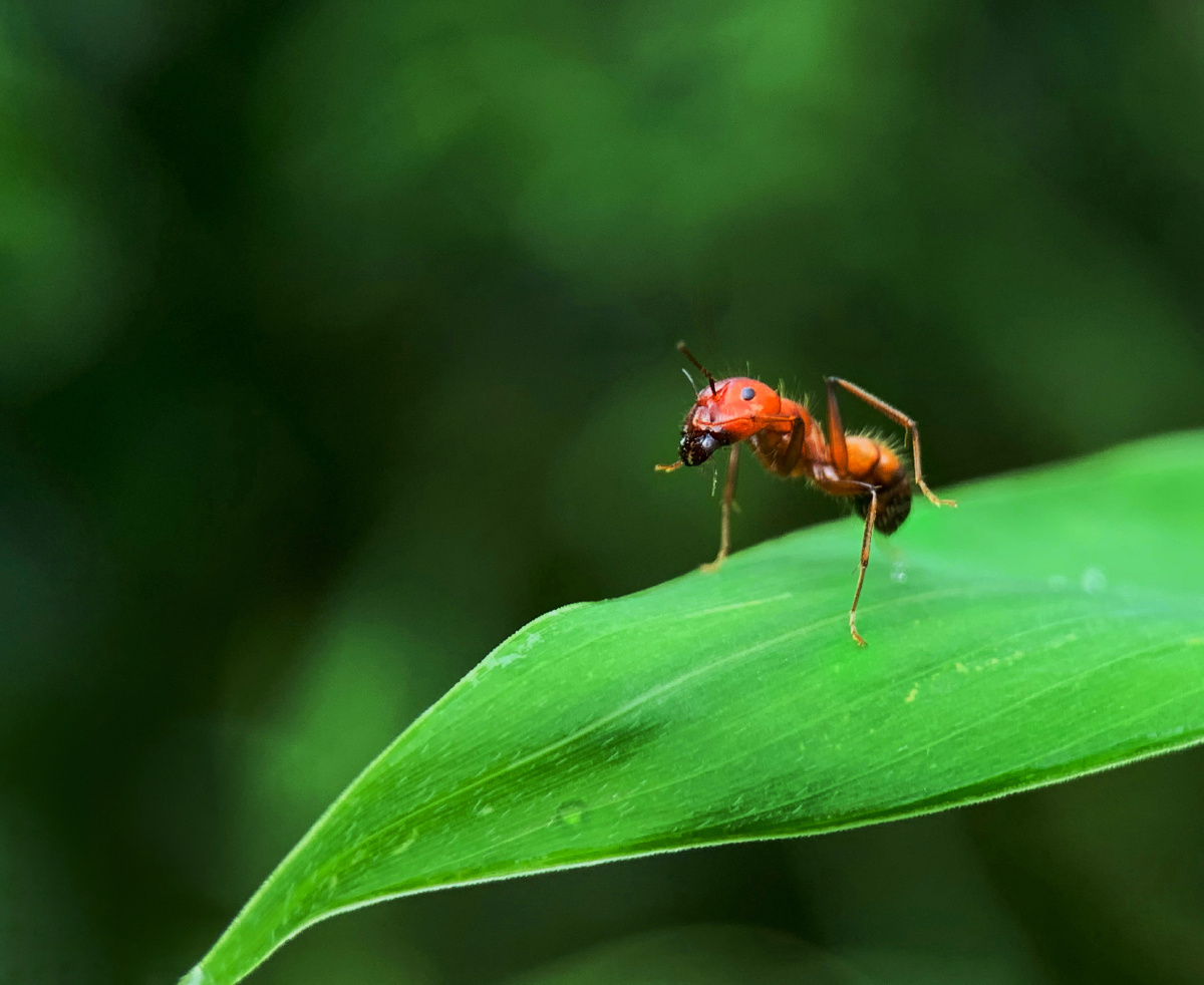 微距镜头里的红蚂蚁