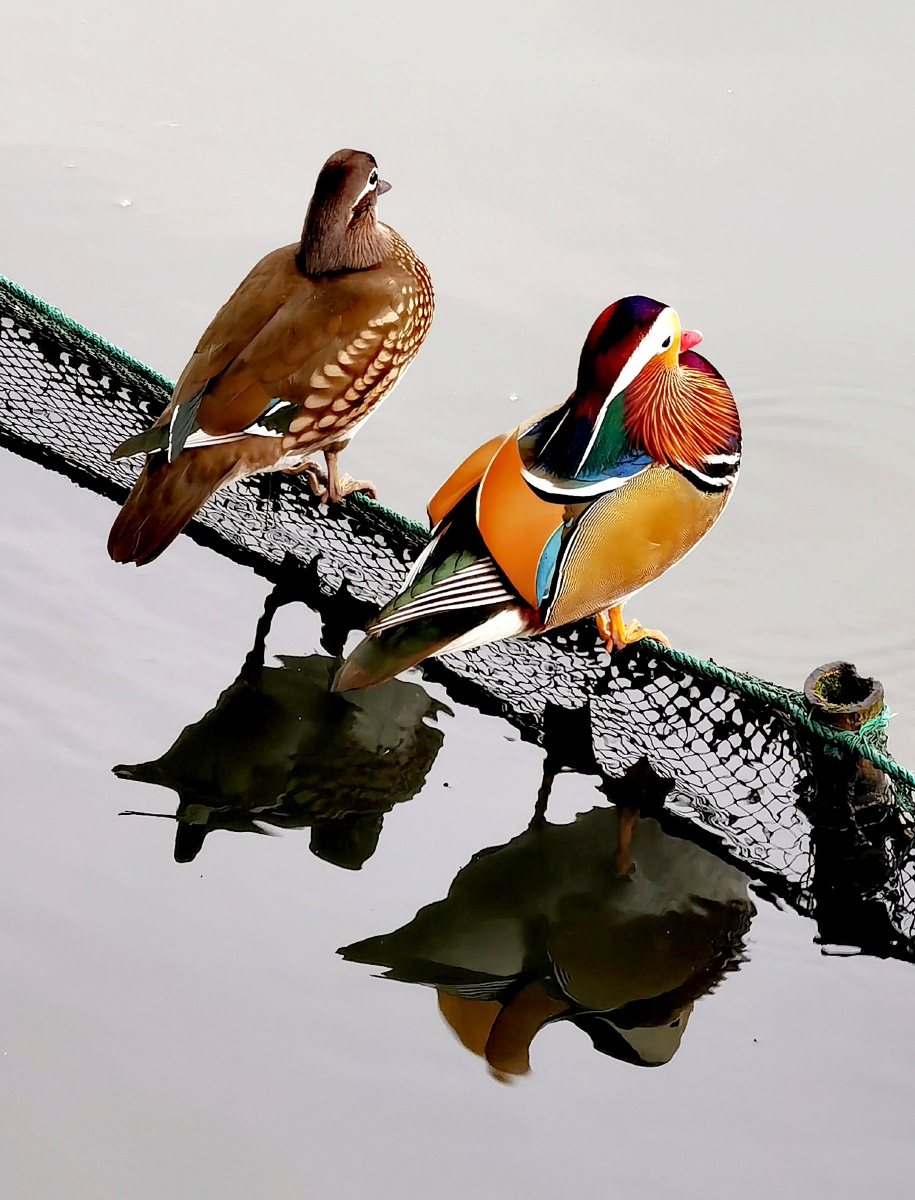 惠康摄影作品一一西湖鸳鸯拍摄于杭州里西湖