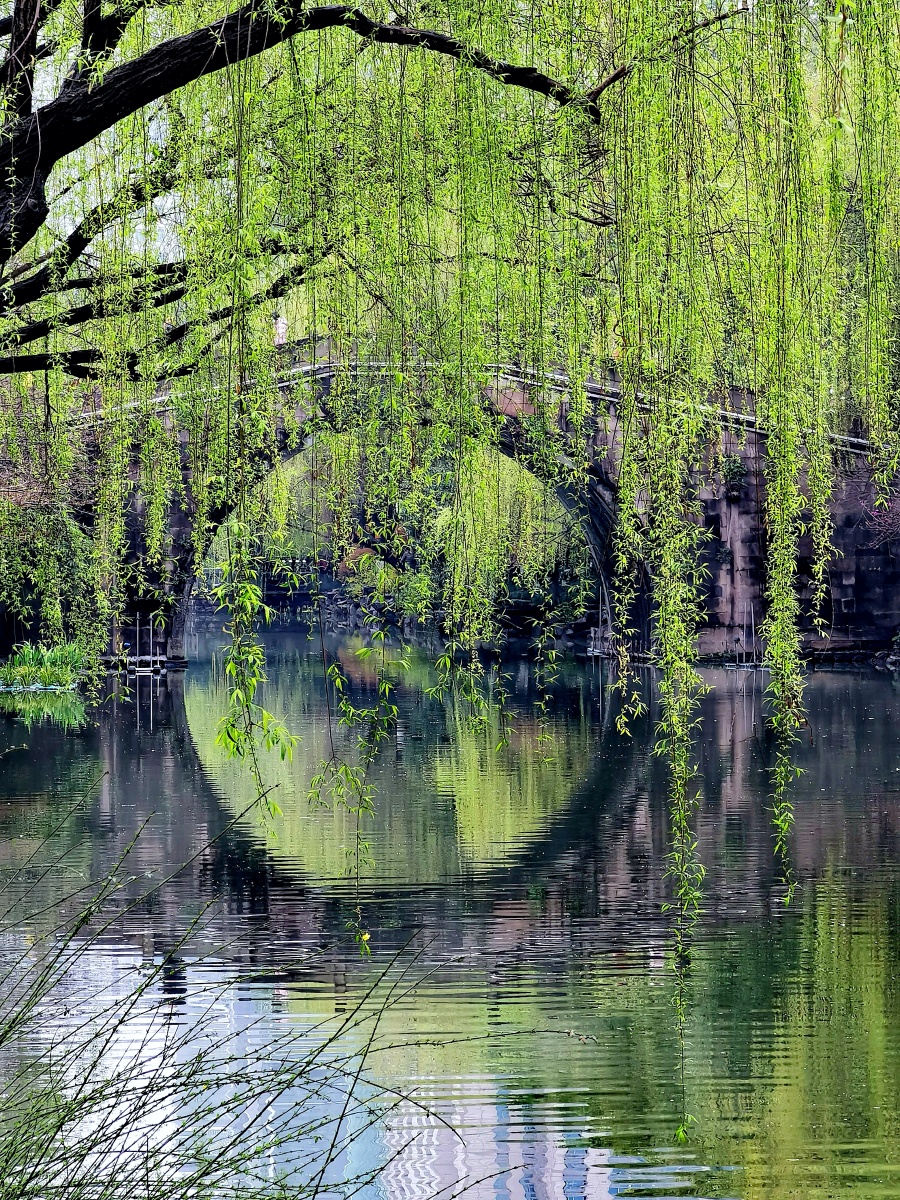 杭州万安桥春色