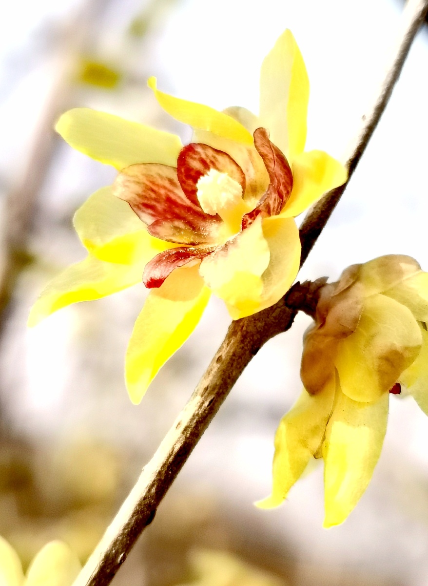 惠康摄影作品一一怒放的腊梅花拍摄于杭州