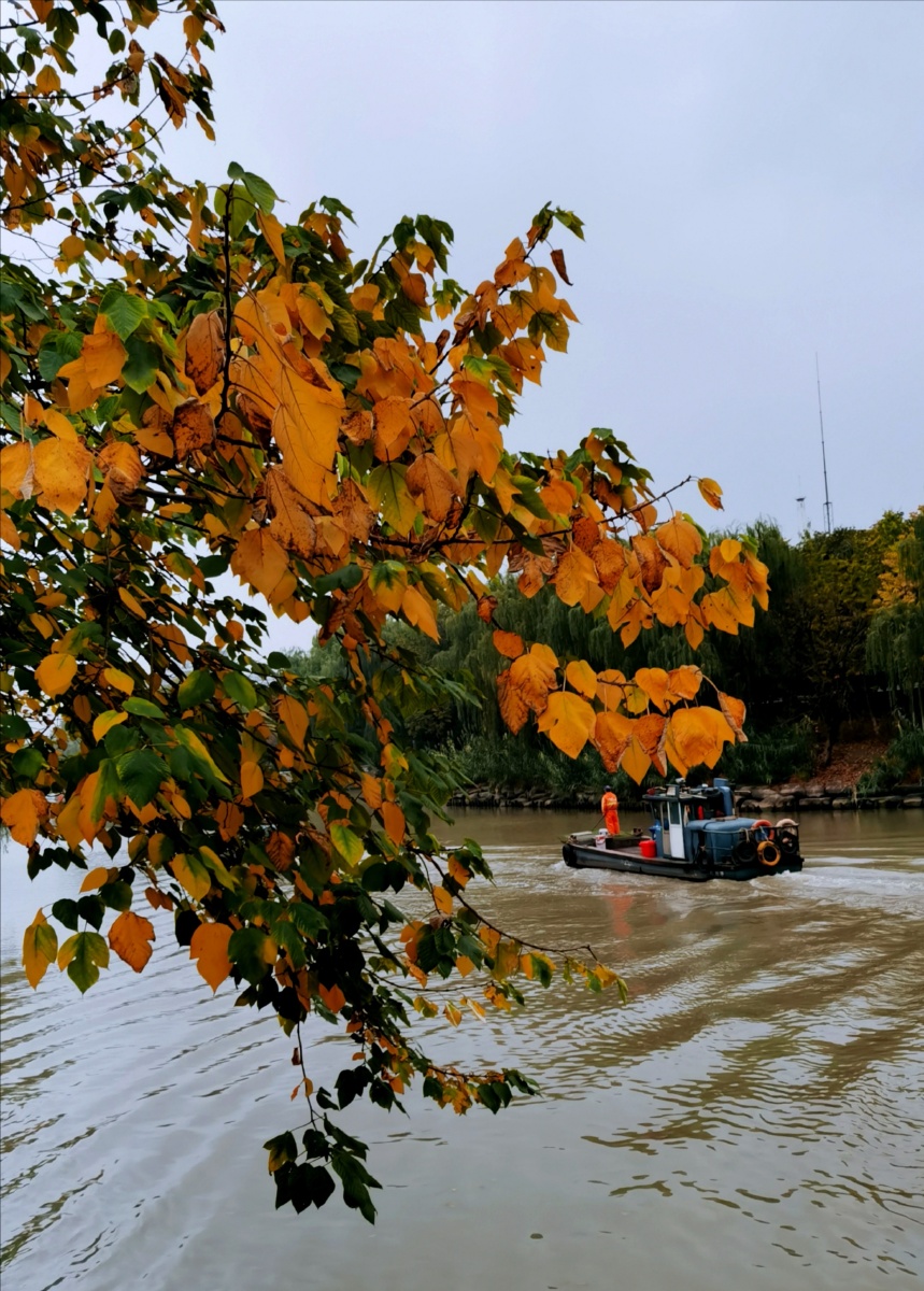 杭州余杭塘河秋色