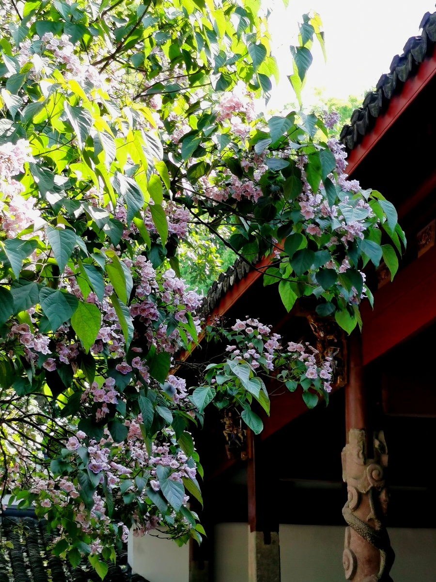 杭州东岳庙内古楸树花开正茂