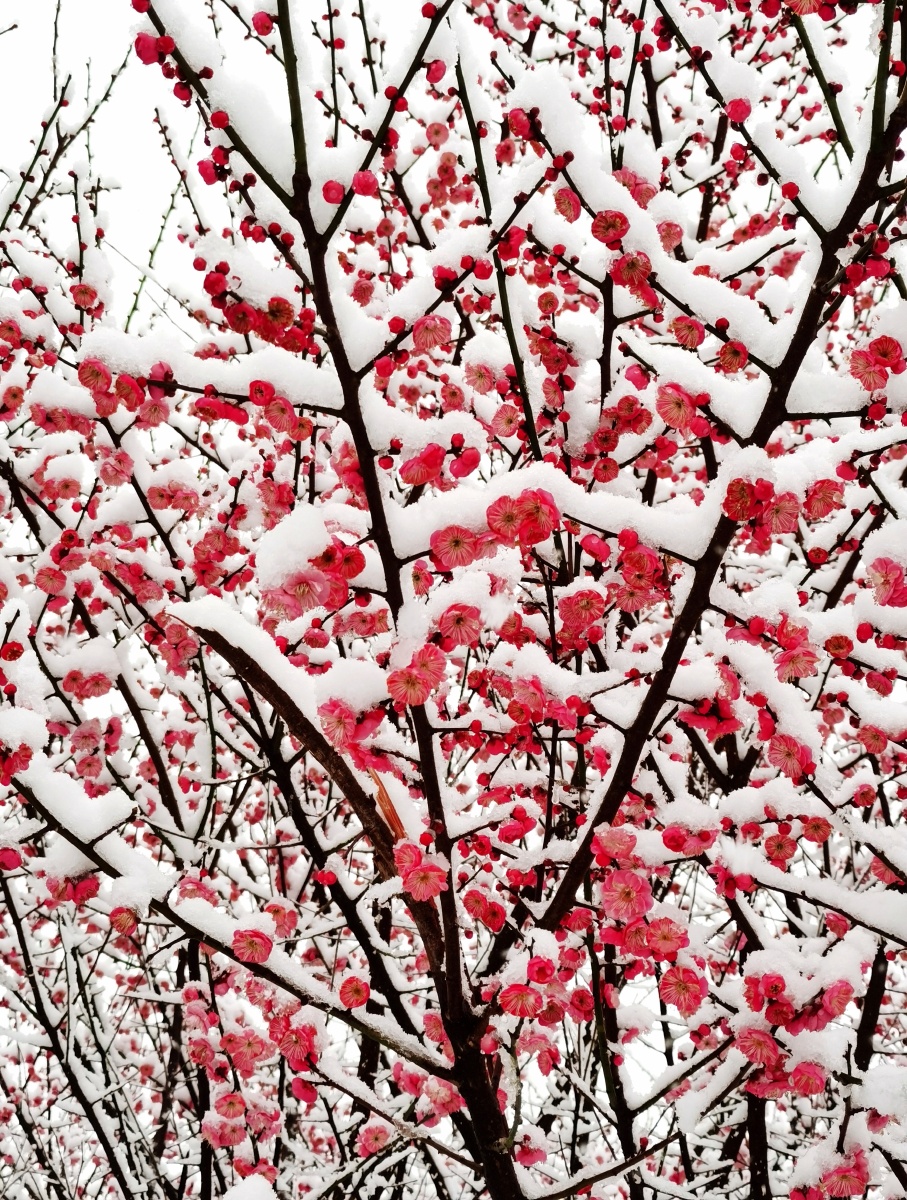 红梅i飞雪2