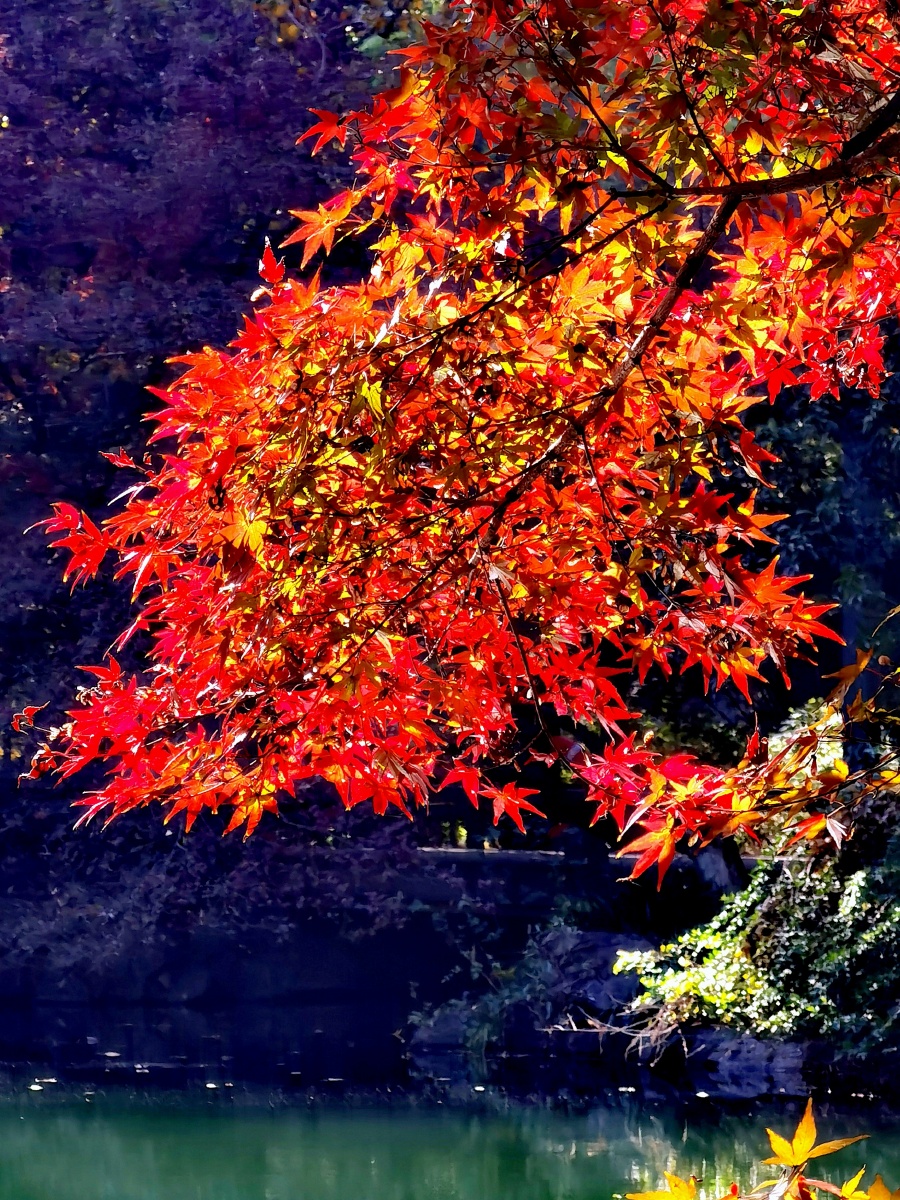 惠康摄影作品一一火烧的红枫拍摄于杭州花港