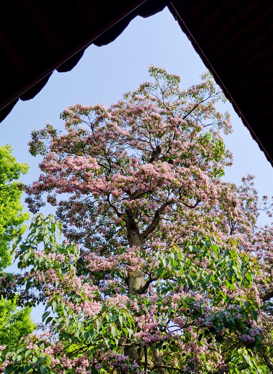 杭州东岳庙内的五百年古楸树花开正当时