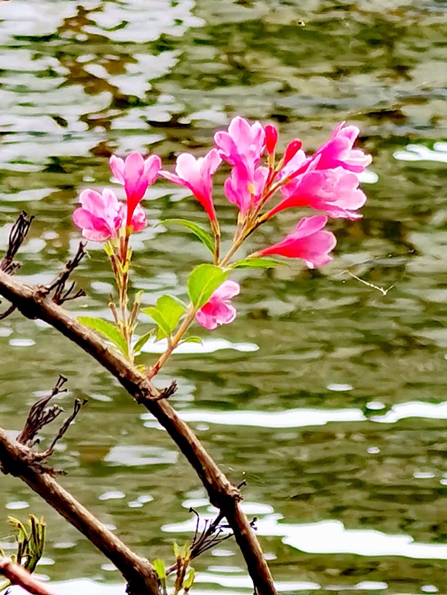 湖边小花摄于杭州西湖