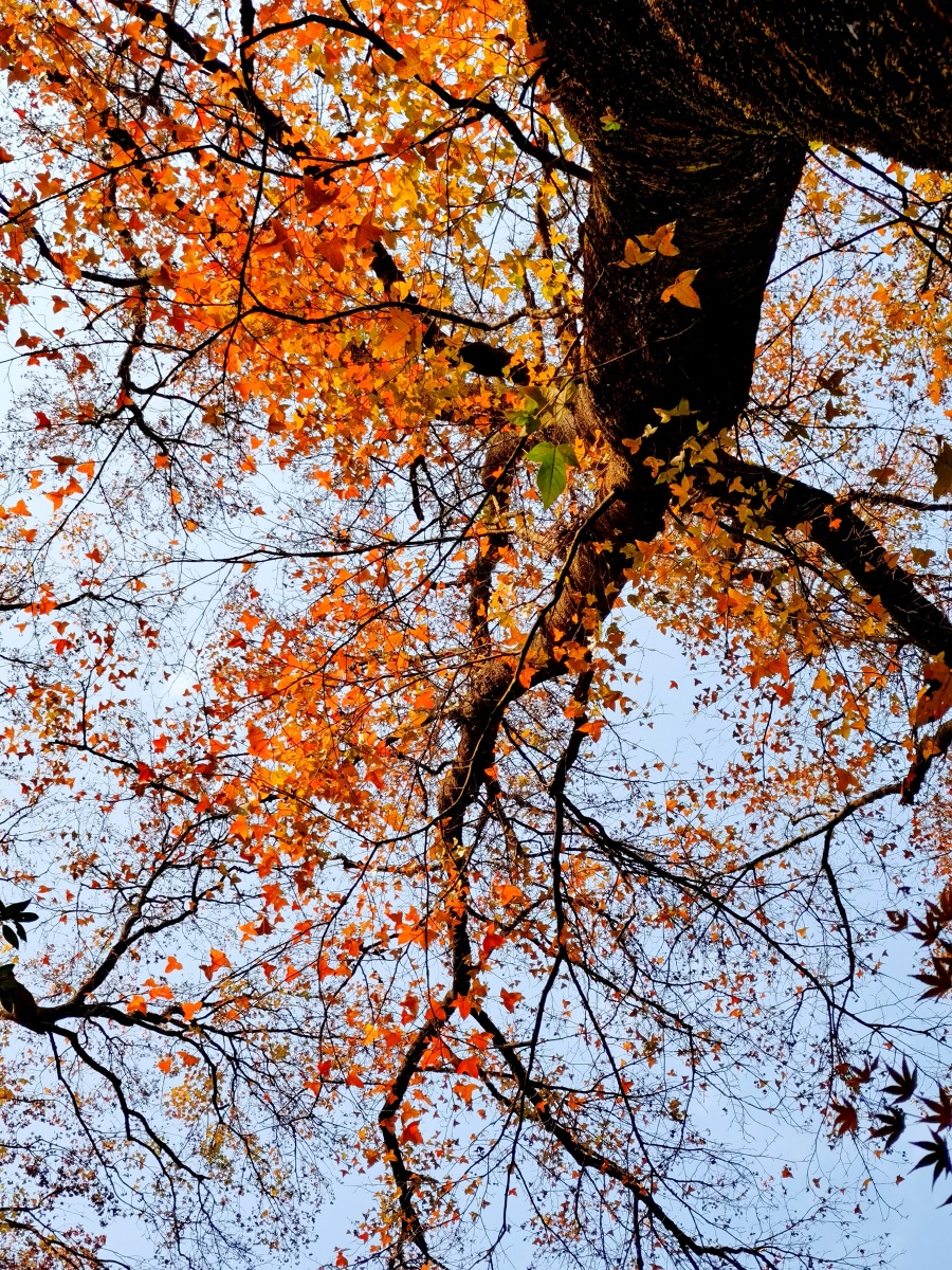 杭州云栖不仅看竹林初冬季节最值得观赏的是千年古枫香树