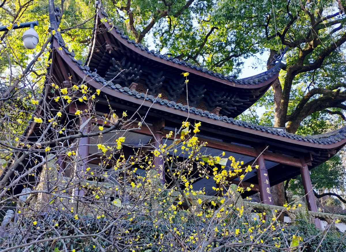 杭放鹤亭冬日风光