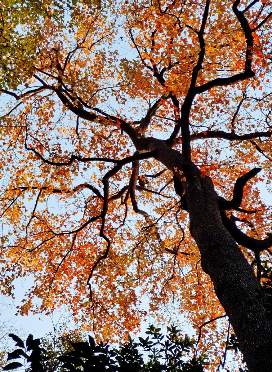 千年枫香树拍摄于杭州云栖竹径