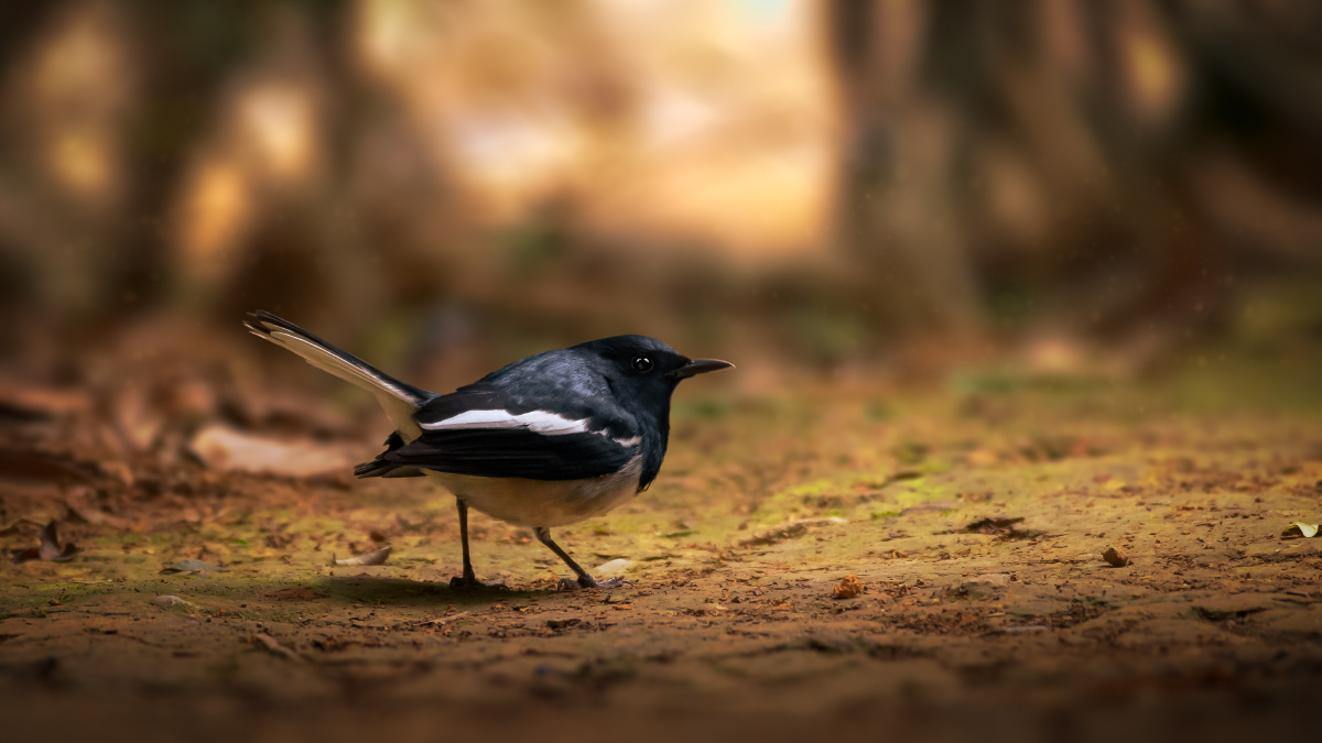 校园散步偶然看到在地上觅食的小鸟使用尼康z6拍摄