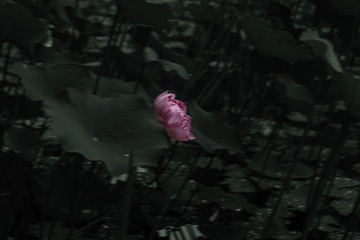 1000002636