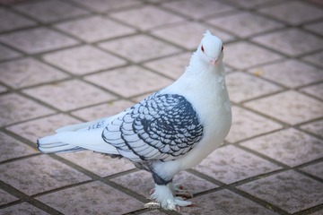 439287