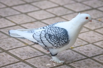 439252