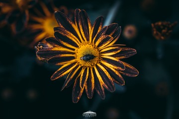 1460011