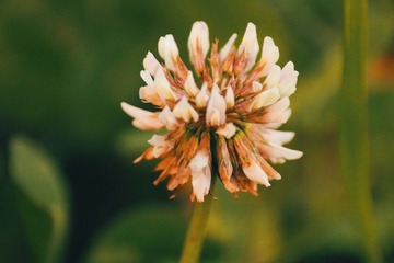 1620259