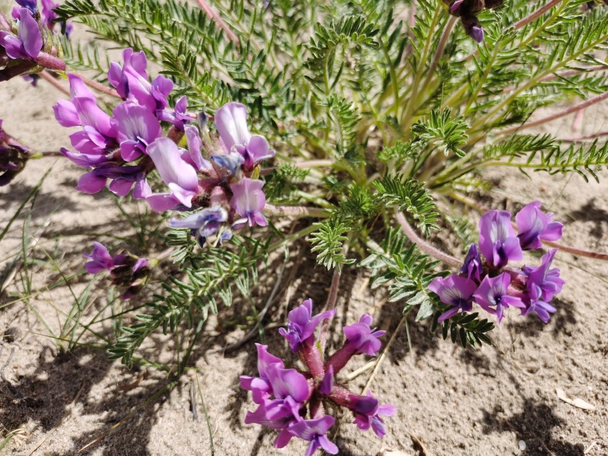 青海湖蓝花棘豆