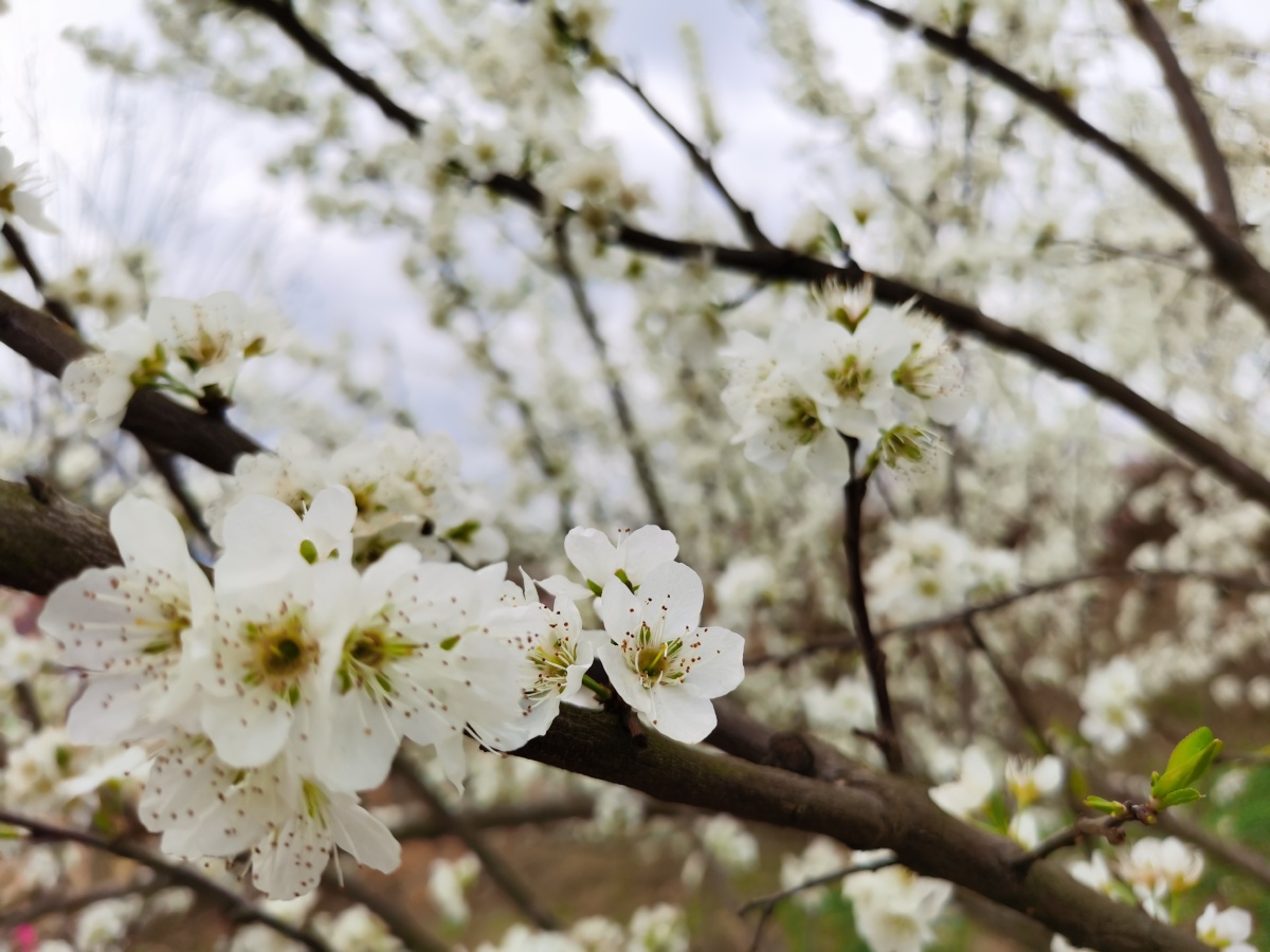 李花梨花 - 荷塘月色yy - 图虫
