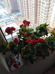 IMG_20200207_140426