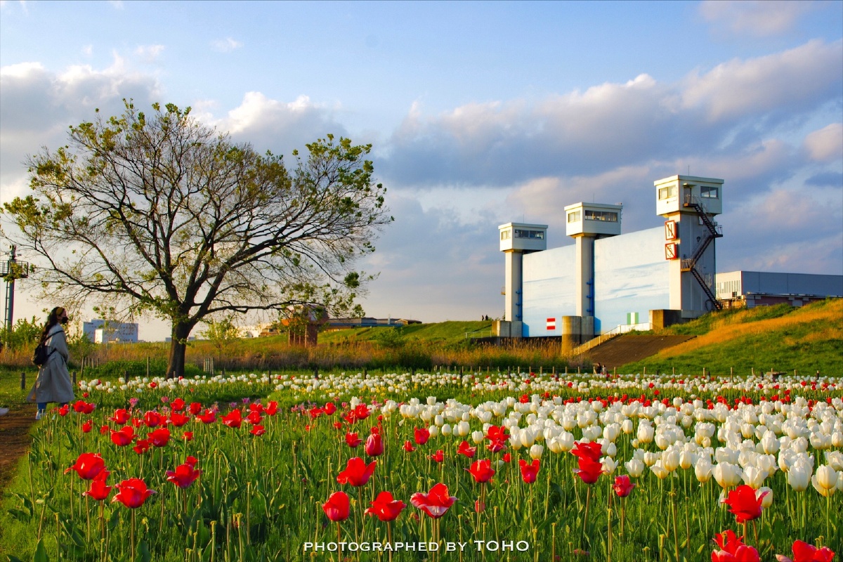 都市农业公园郁金香花坛