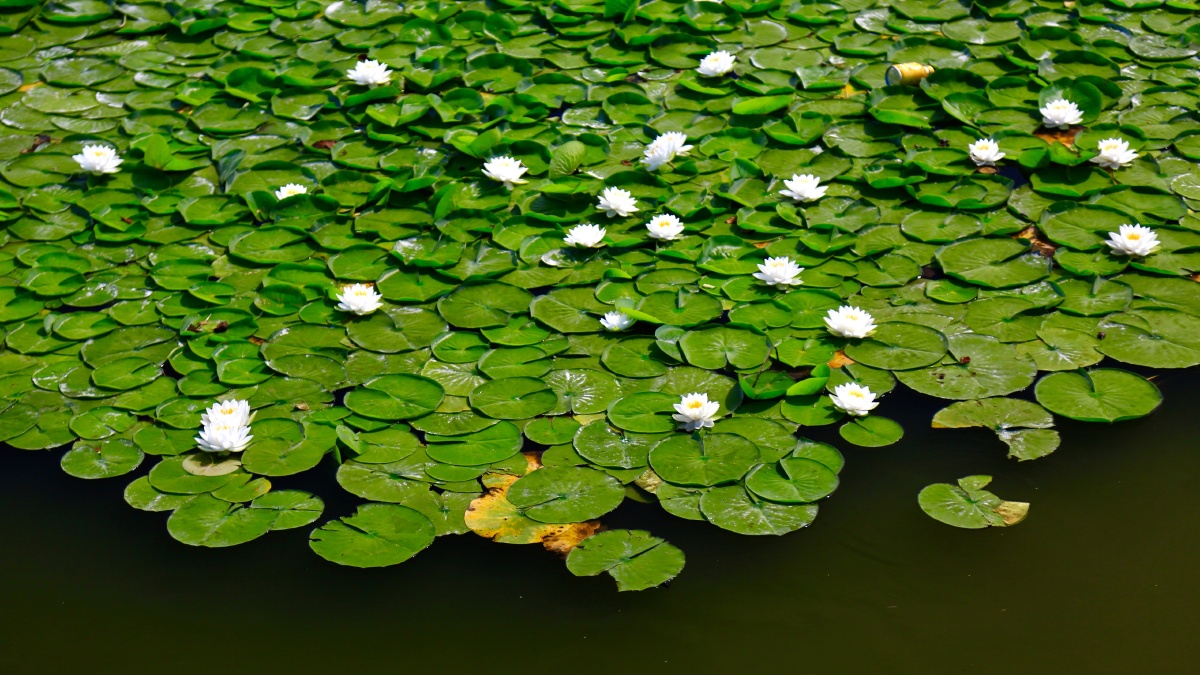 睡莲