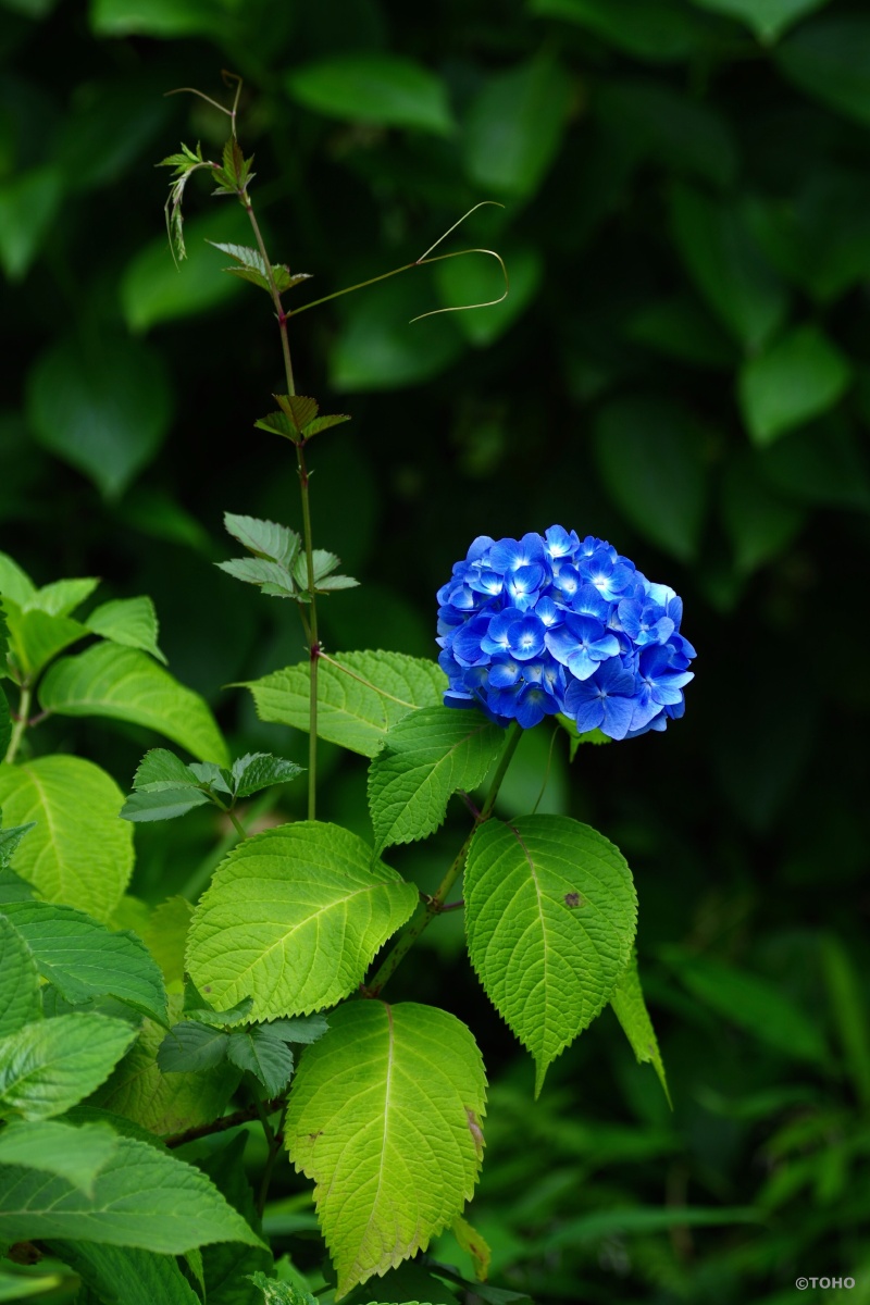 渐入佳境的绣球花