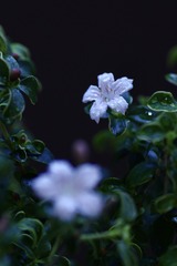 690F60E6-C4AC-4A2B-BF99-8522E582131C/L0/001