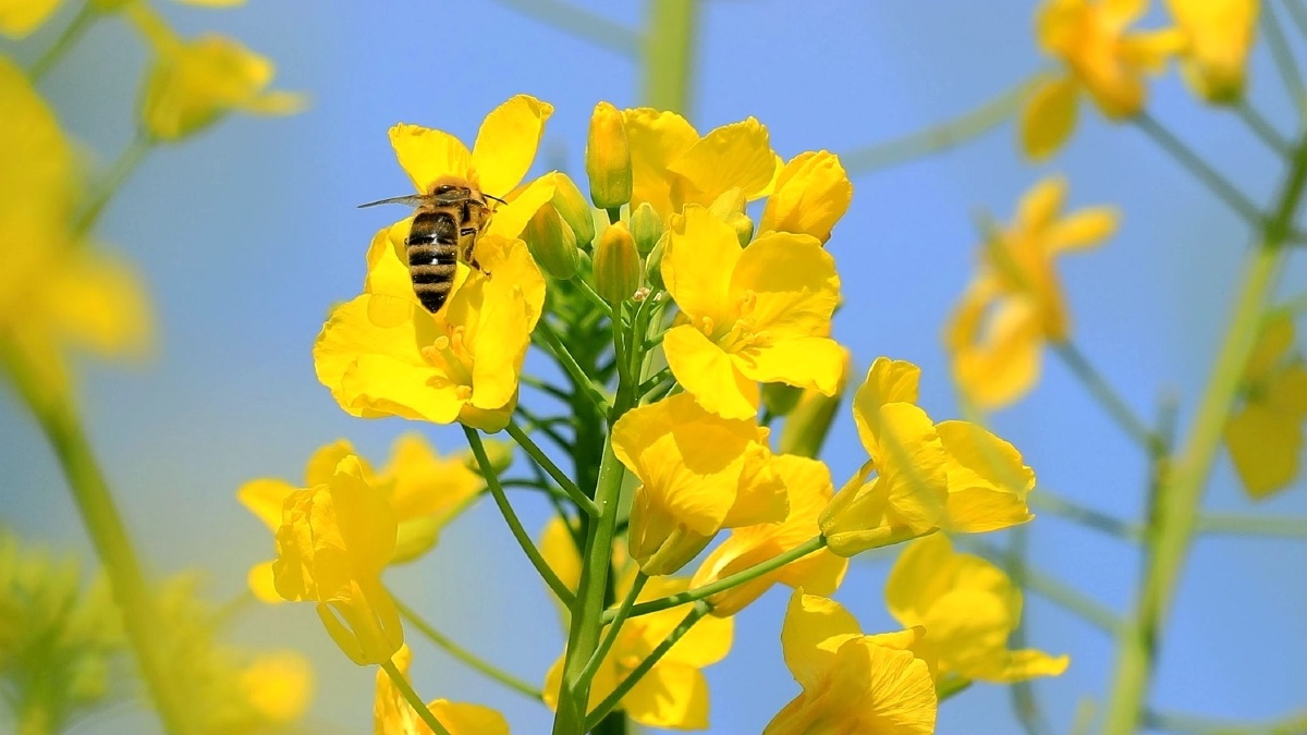 油菜花与蜜蜂