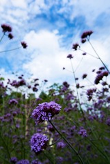 20170603_DSC0877 1