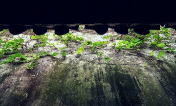 20161004_DSC4825