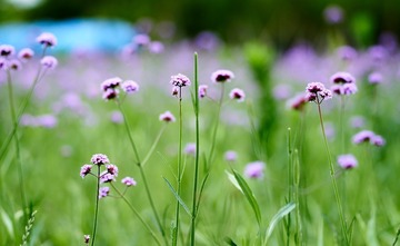 20170612_DSC2816