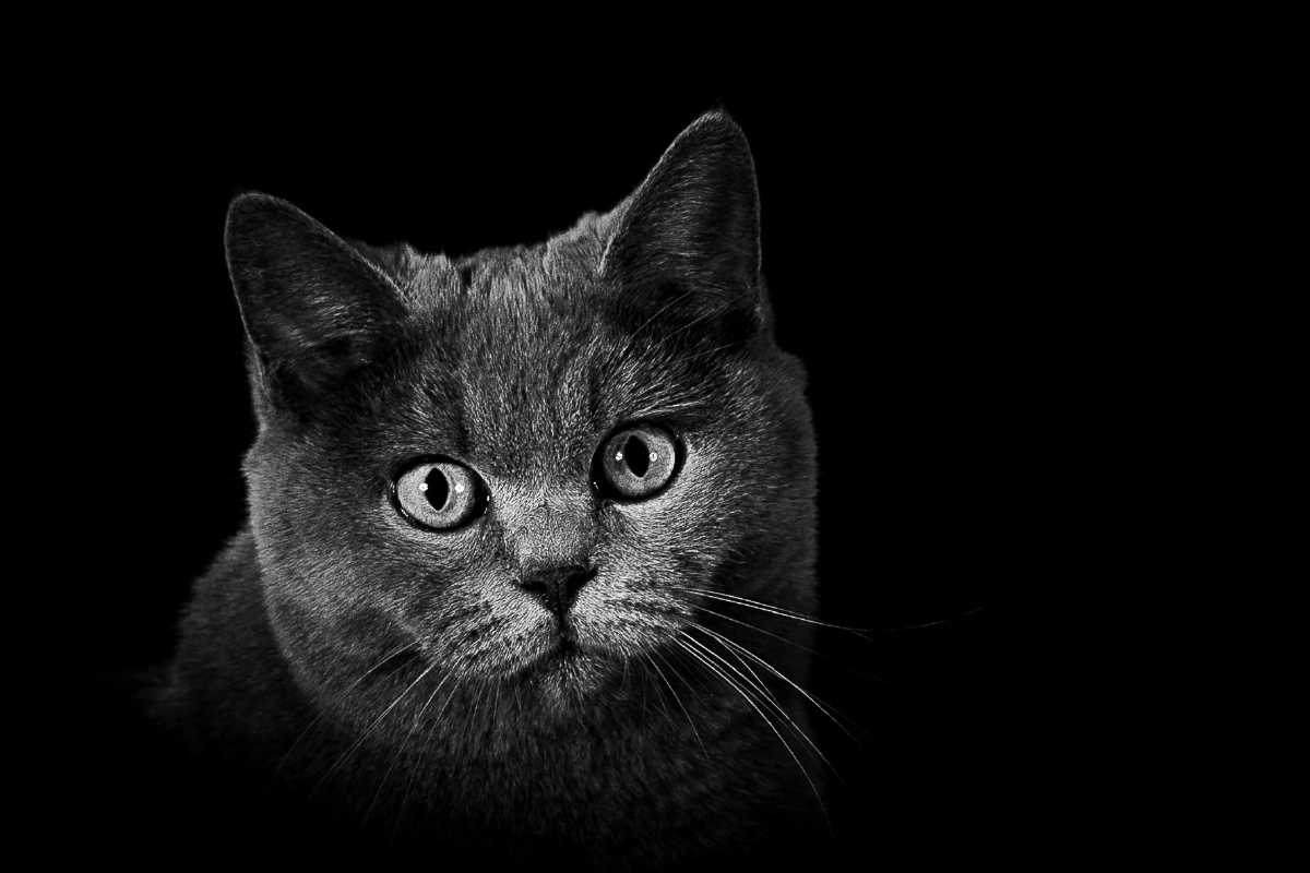 黑白#蓝猫 - 90后老徐 - 图虫