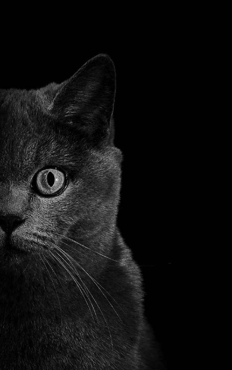 黑白#蓝猫 - 90后老徐 - 图虫