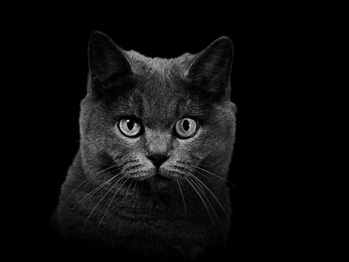 黑白#蓝猫 - 90后老徐 - 图虫