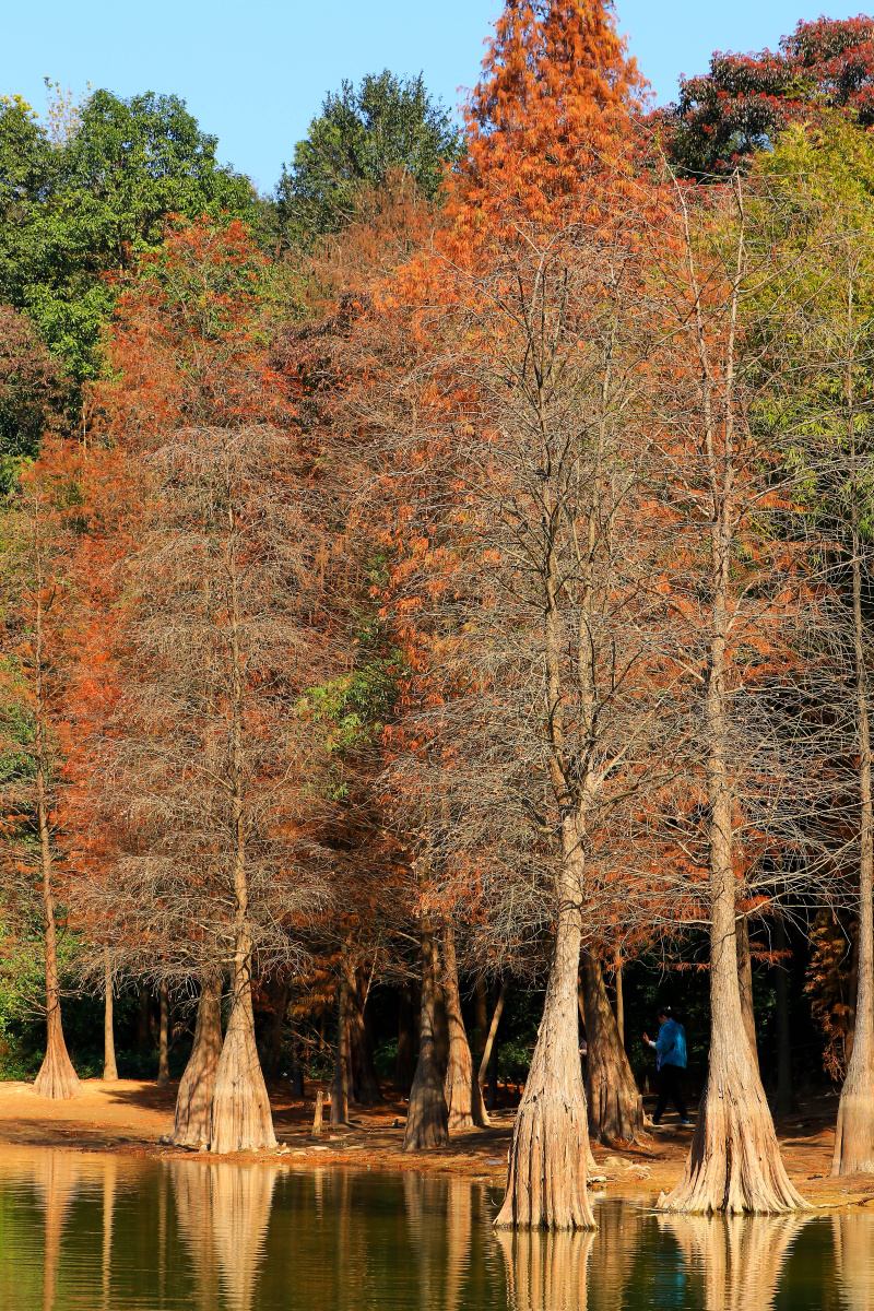 广州白云山红杉树林