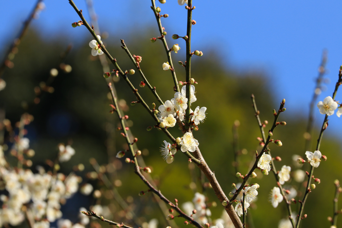 广州白云山梅花谷的梅花