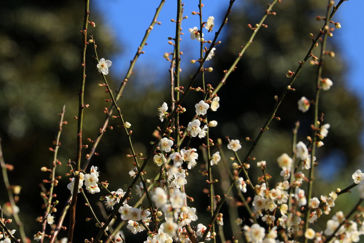 广州白云山梅花谷的梅花