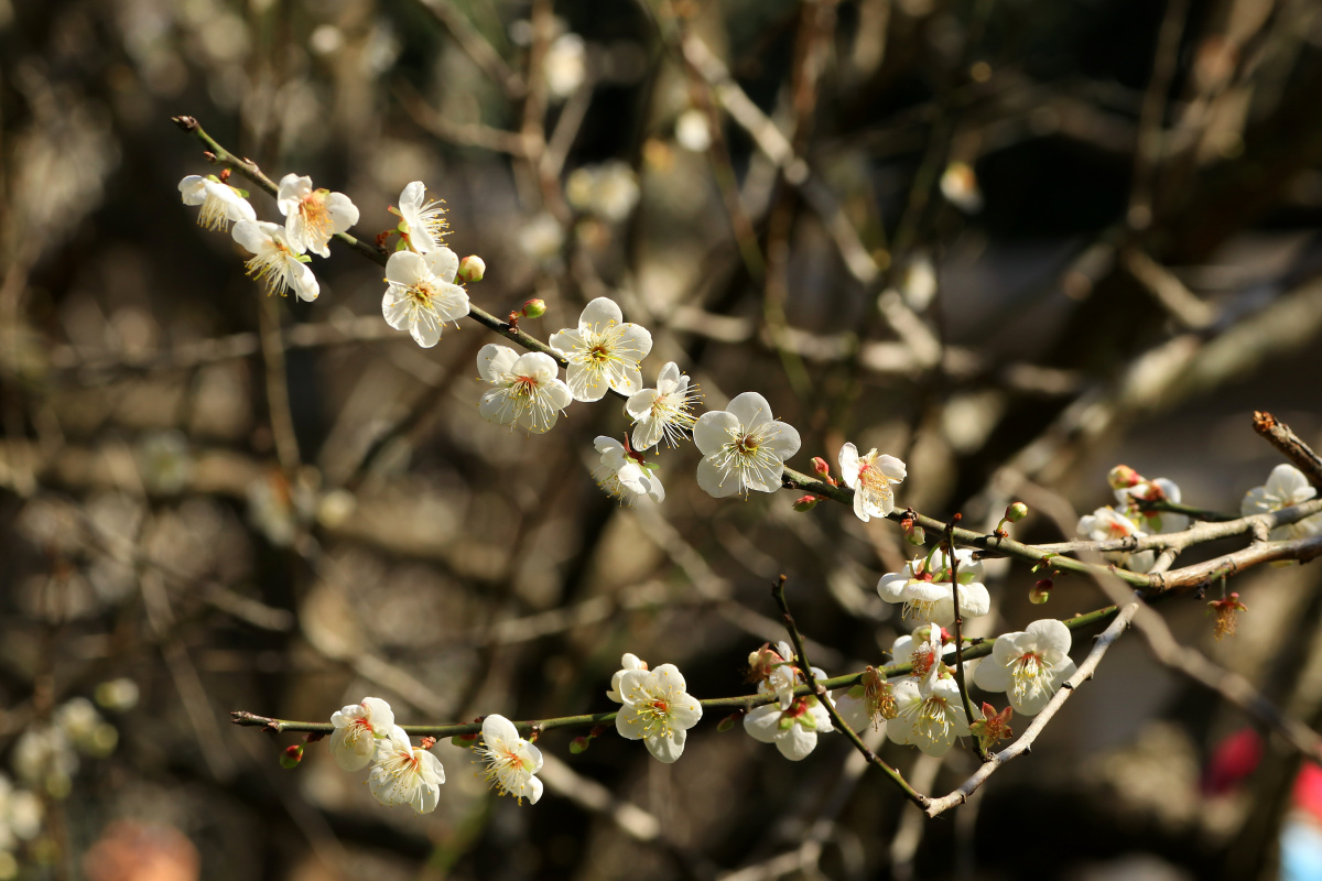 广州白云山梅花谷的梅花