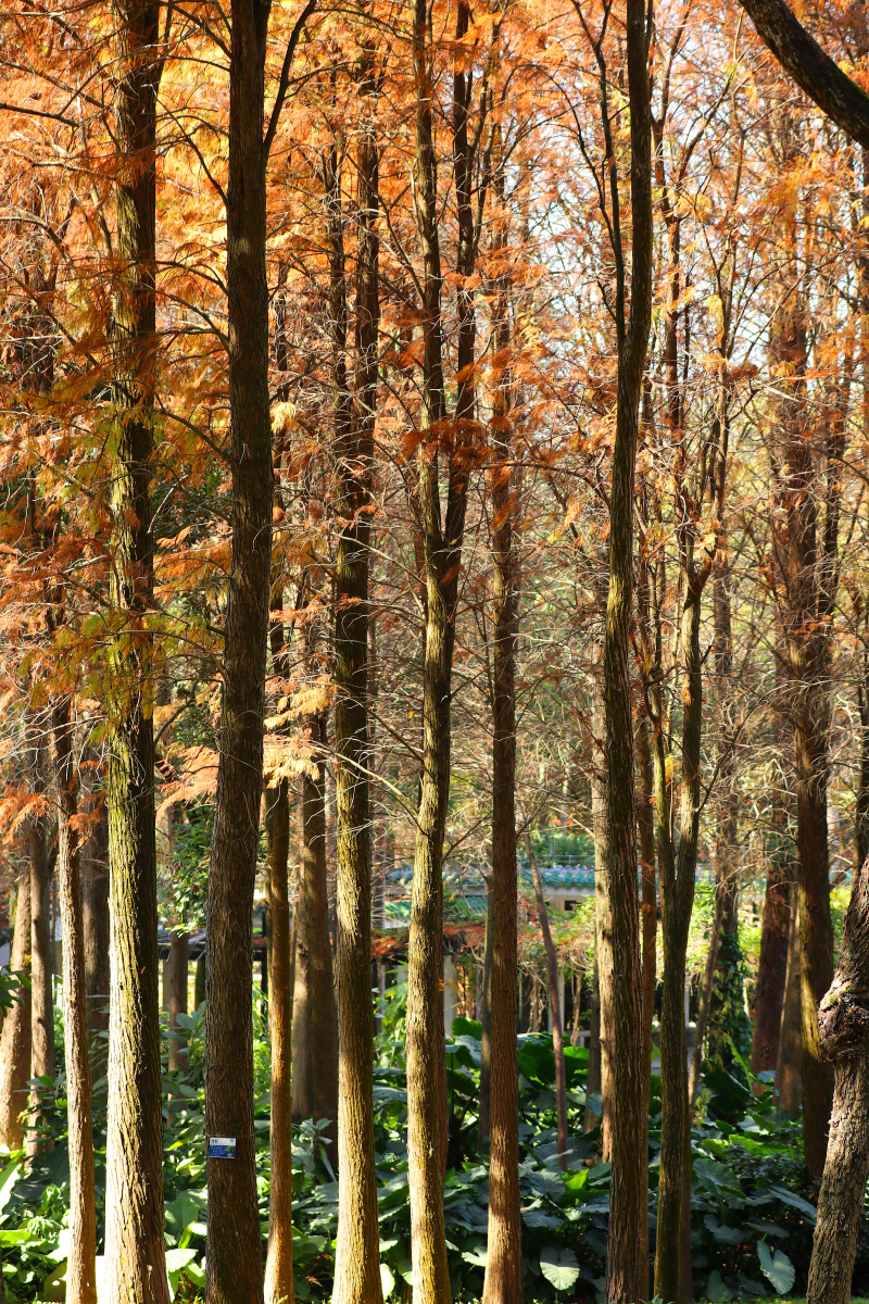 广州白云山红杉树林